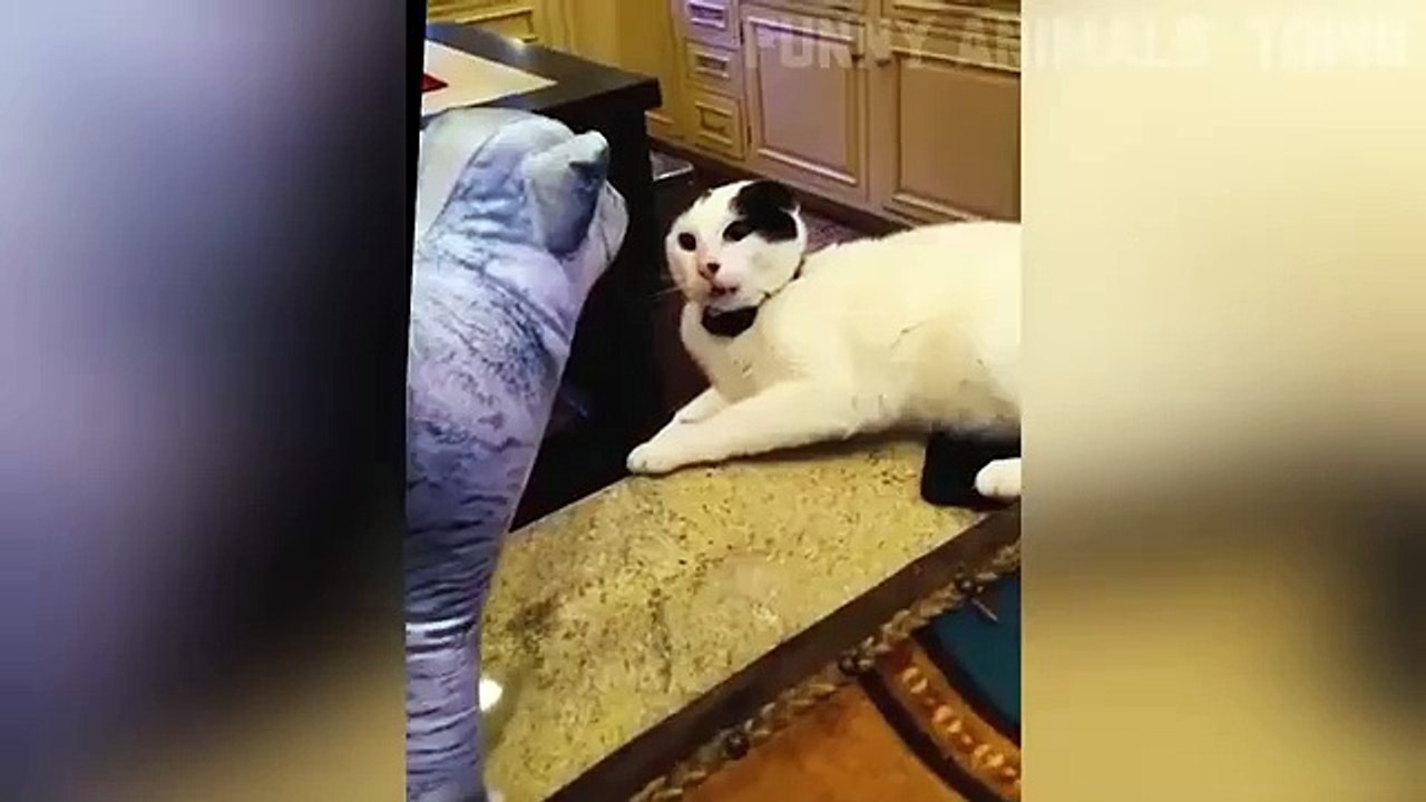 Funniest Cats and Dogs Mini Clips