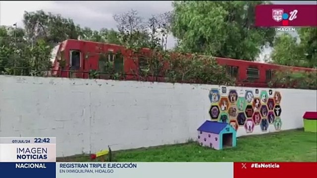 Perritos buscan un hogar tras ser rescatados del Metro de la CDMX