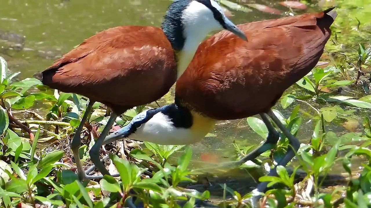 Part 4 Amazing_Nests_In_The_Animal_World!(720p)_4