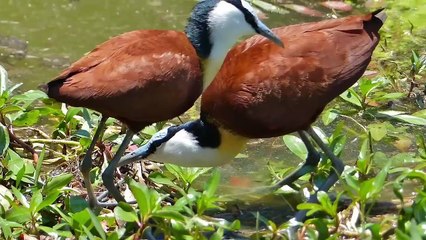 Part 4 Amazing_Nests_In_The_Animal_World!(720p)_4