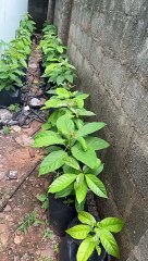 John Nwankwo Noko avocado pot