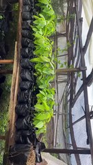 John Nwankwo Noko avocado nursery