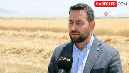 Konya'da Buğday Rekoltesinde Düşüş