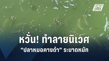 "ปลาหมอคางดำ" ยังระบาดหนัก | PPTV Online