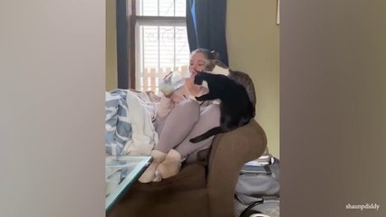 When your cat becomes a clone of you  Funny Cat and Human