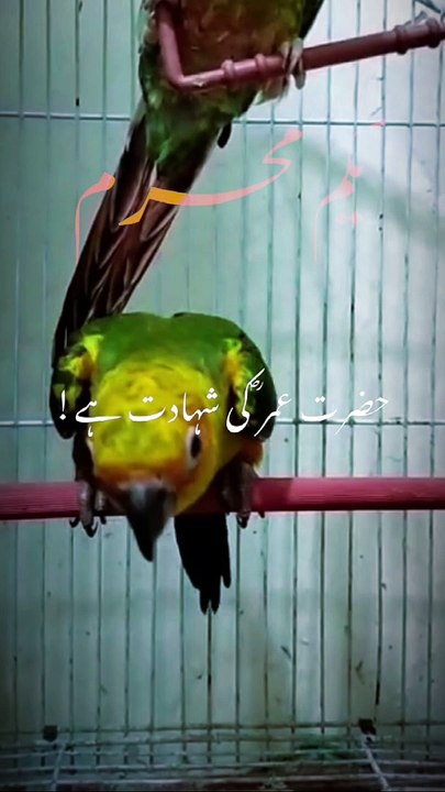 1stMuharram | Birds 8.7.2024