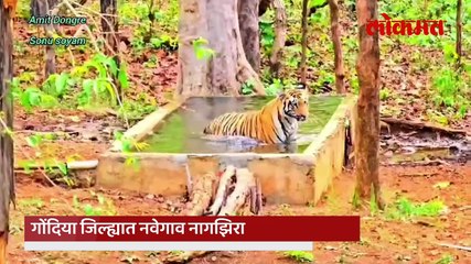 वाघ बघायला गर्दी वाढली, महसूलही वाढला