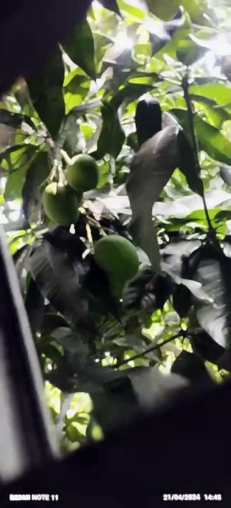 Mango Lover
