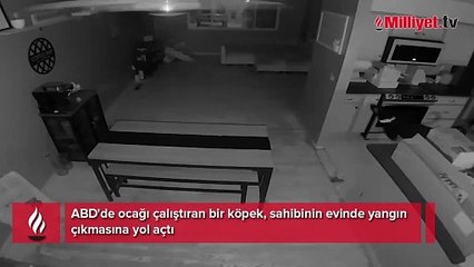 ABD'de ocağı çalıştıran bir köpek, sahibinin evinde yangın çıkmasına yol açtı