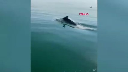 Denize açılan tekneye yunus eşlik etti; o anlar kamerada