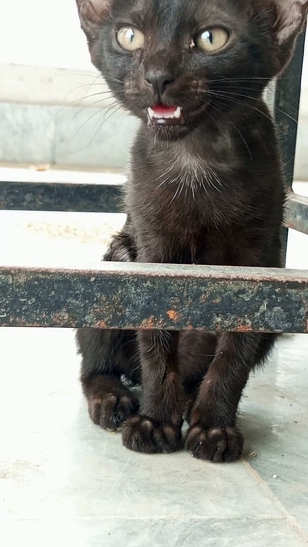 Black cats nice cats#dailymotion#cats#nice cats