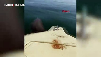 Denize açılan tekneye yunus eşlik etti: O anlar kamerada