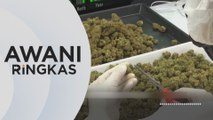 AWANI Ringkas: Thailand haramkan semula ganja mulai 1 Jan 2025