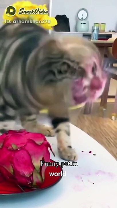 Funny pet animals