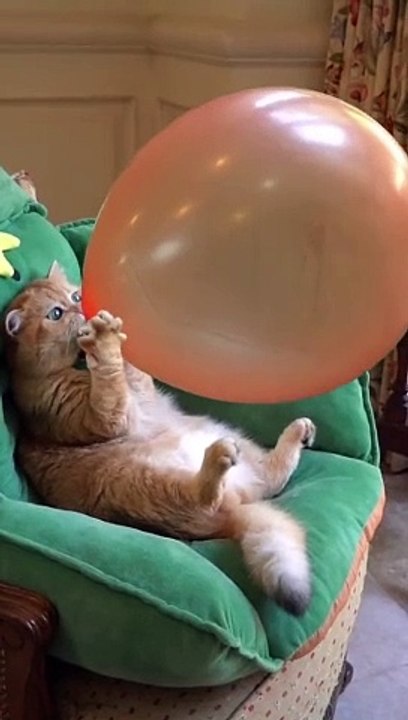 Cat Very Funny