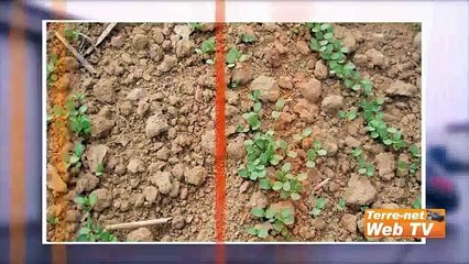 Lin 2000 valorise les étoupes du lin en laine isolante