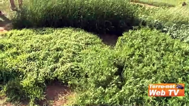 Julien Greffier, Gnis « Il ne va pas falloir attendre longtemps pour commander des semences fourragères »