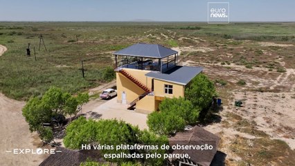 Aventuras na vida selvagem: um olhar mais atento às adoradas gazelas-persa do Azerbaijão