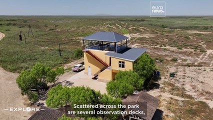 Wildlife escapades: A closer look at Azerbaijan’s beloved goitered gazelles