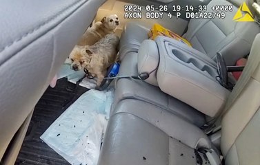 Police officer smashes window to save distressed pups locked inside sweltering van