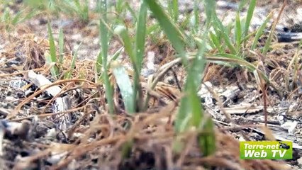 Avec 150 pieds de blé au mètre carré, Alain Chocardelle n'aura pas besoin de ressemer