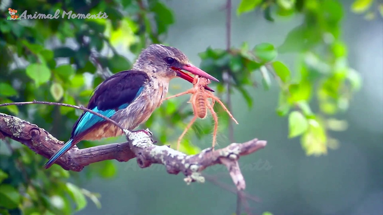 Familiar Animals - Cow, Elephant, Rabbit, Buffalo, Chicken - Animal Sounds