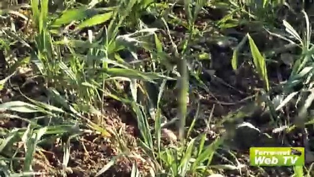 Des économies d’azote et de produits phytosanitaires garanties