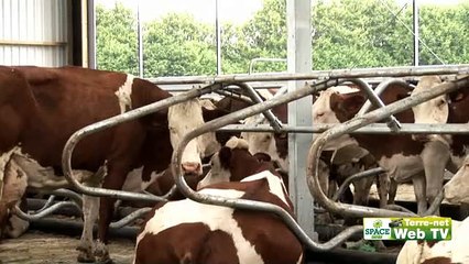 Un bâtiment serre confortable pour les vaches et pour l'éleveur