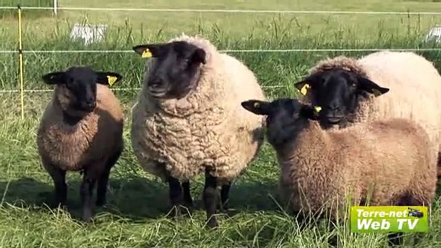 Un effet favorable ... au développement des adventices !