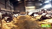 « La sub-acétonémie n'affecte pas uniquement les vaches hautes productrices »