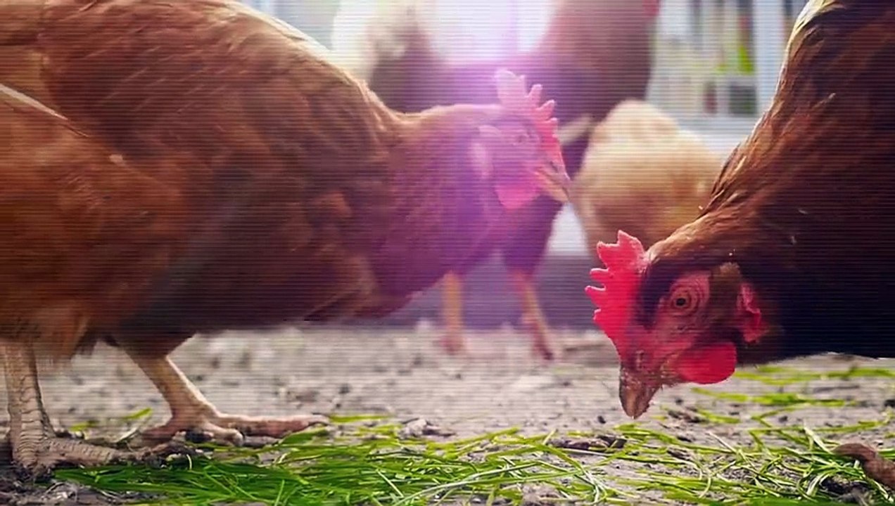 In diesem neuen Horrorspiel müsst ihr als Huhn aus einem Schlachthaus entkommen