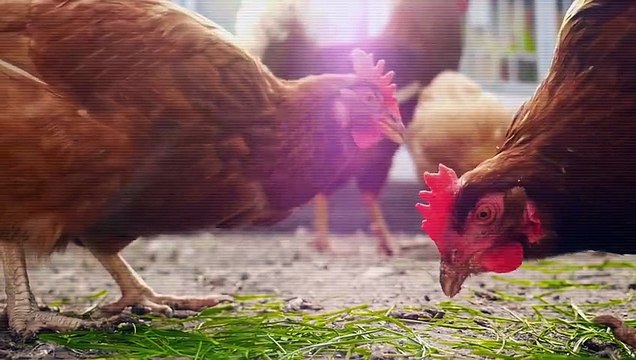 In diesem neuen Horrorspiel müsst ihr als Huhn aus einem Schlachthaus entkommen