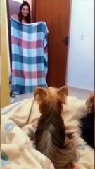 funny animals video _shortvideo _shorts(720P_HD)