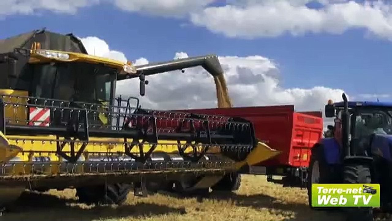 En Picardie, les meilleures variétés de Thomas Bertrand dépassent les 100 q/ha