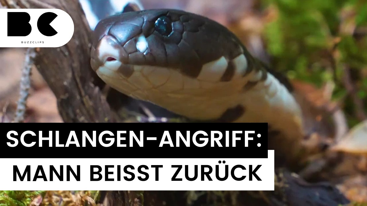 Indien: giftschlange beißt mann, der beißt zurück