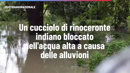 Un cucciolo di rinoceronte indiano bloccato nell'acqua alta a causa delle alluvioni