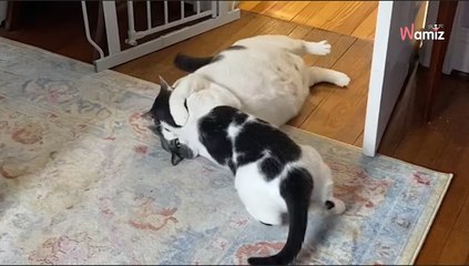 Shelter shares photo of cat in need of a home: Viewers can't believe their eyes