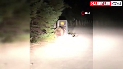 Uludağ'da aç kalan ayı yemek ararken böyle görüntülendi