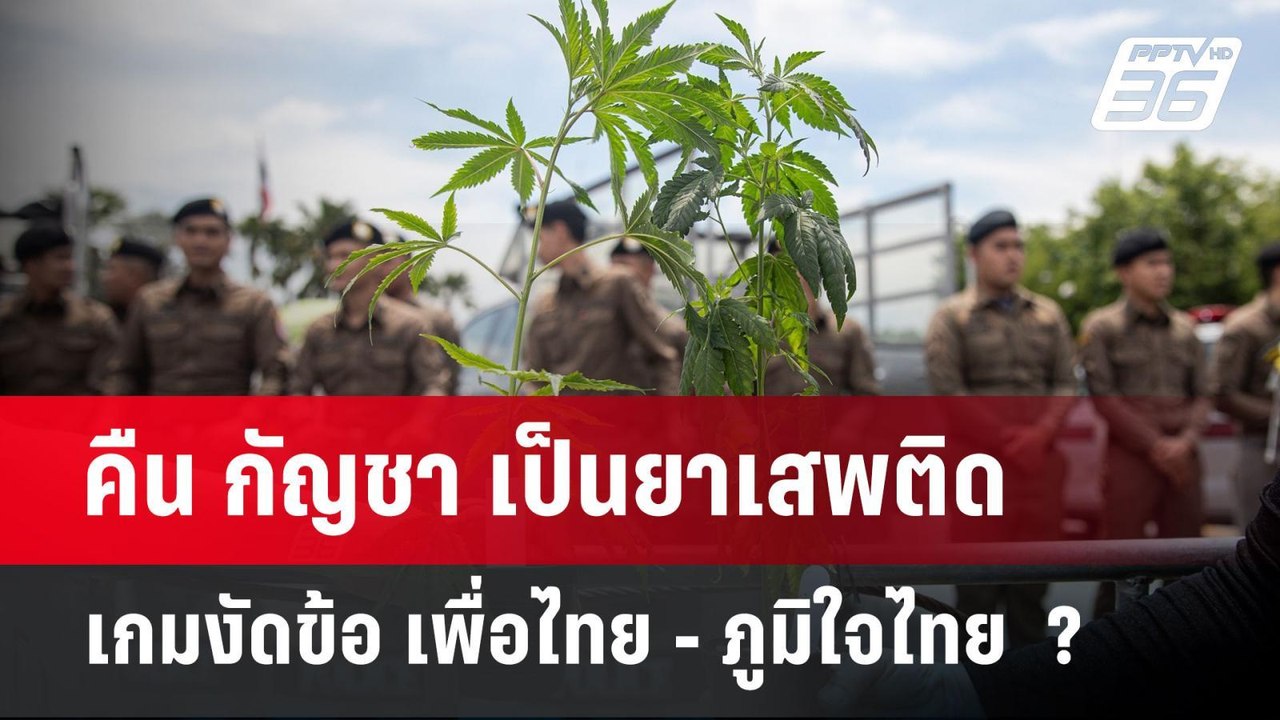 คืน กัญชา เป็นยาเสพติด เกมงัดข้อ เพื่อไทย - ภูม...