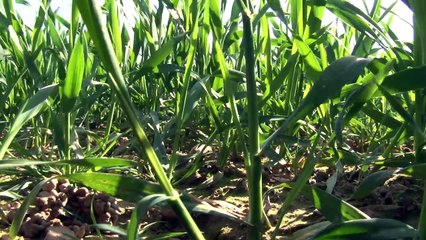 François Madec : « Une gamme d'outils pour ajuster le dernier apport d'azote »