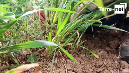 Deux lignes de céréales pour favoriser le développement du lupin