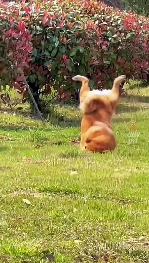 ⁣Pets video