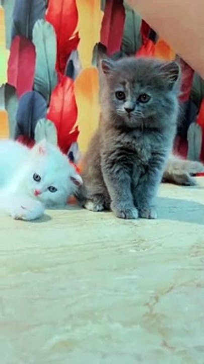 Cute cats