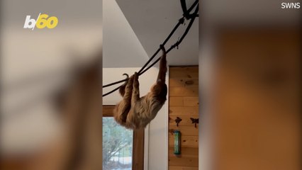 A Home Has Been Transformed into the Land of the Sloths!