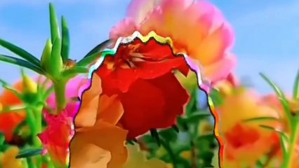 Chuyện tình hoa mười giờ - Tác giả Đài Phương Trang