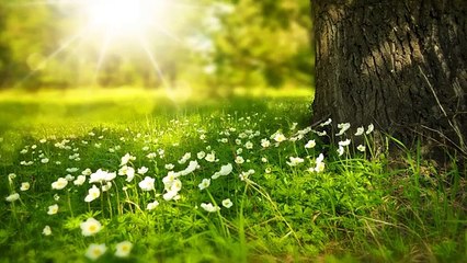 Healing meditation-Heal Your Body & Mind-Reduce pain, Stress & stop sickness