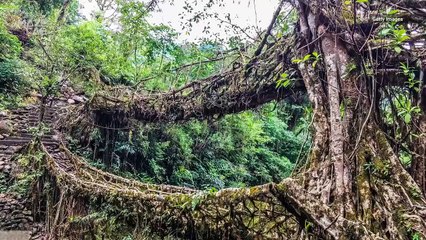 Check Out These Root Bridges That Connect Towns in India