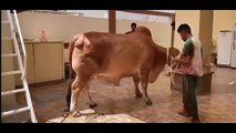 Qurbani Funny Moment I Eid Ul Adha I Anari Pagal Qasai I Try Not To Laugh (2)