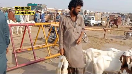 Multan Bakra mandi