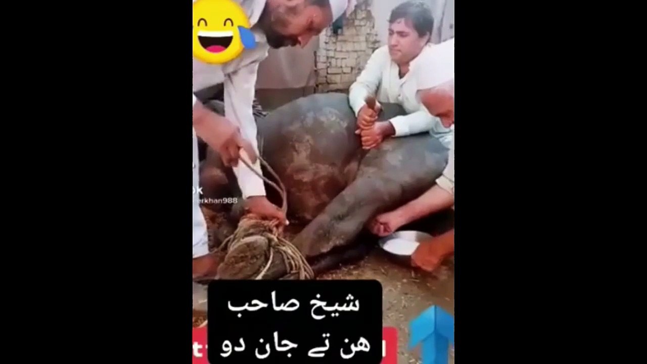 Qurbani Funny Moment I Eid Ul Adha I Funny Old Man I Try Not To Laugh